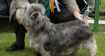 9 irish dog breeds