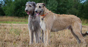 irish dog breeds