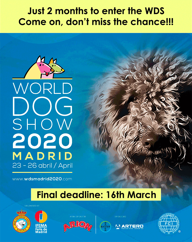 World Dog Show 2020 The Irish Kennel Club